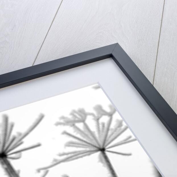 Frosty cow parsley by Assaf Frank